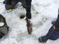 Edelliseen kuvaan jatkoa. Kuva 3/3 – komea kirre on varmana jäällä. Tervetuloa 6.1. 2012 Loppiaslohi kisaan! 